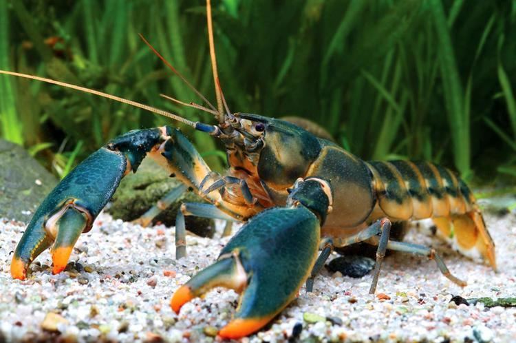 Cherax New Crayfish Species Found in Indonesia Named after Edward Snowden
