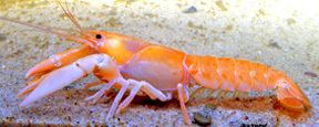 Cherax holthuisi The New Guinea apricot crayfish Cherax holthuisi The Cabinet of