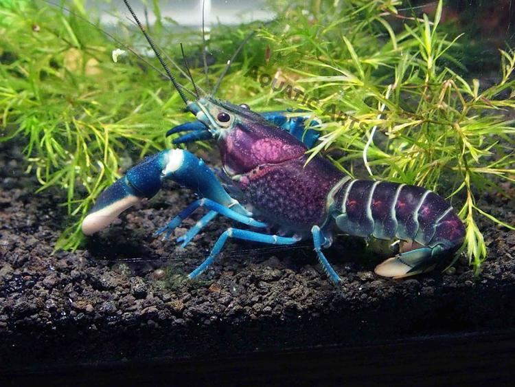 Cherax pulcher Thunderbolt Crayfish Aquatic Arts