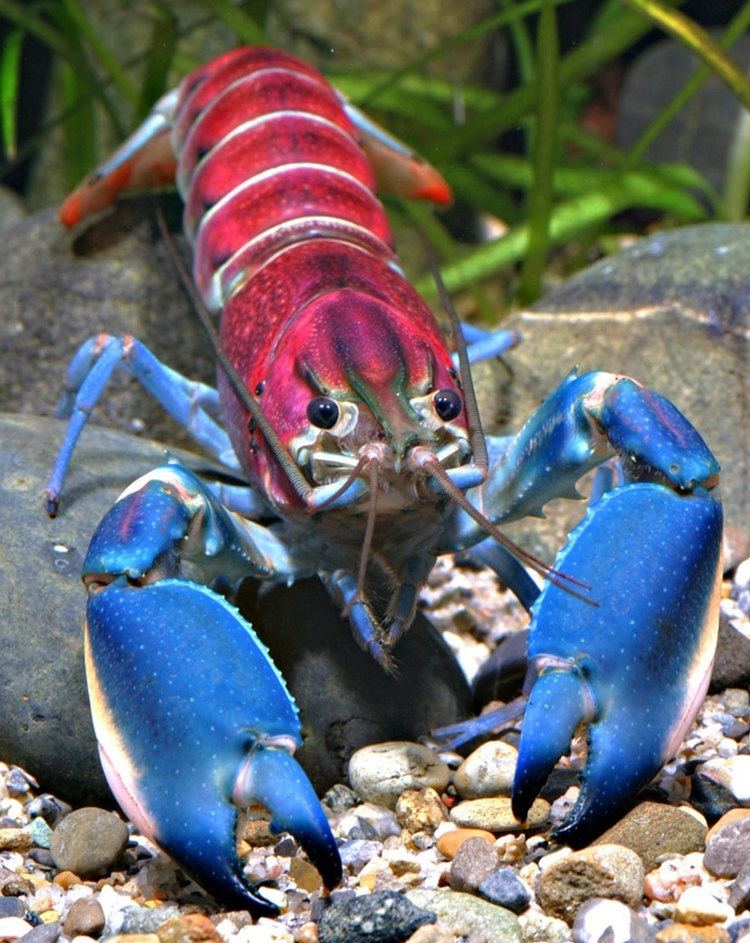 Cherax pulcher New 39Galaxy39 Crayfish Discovered In Indonesia Has A Nebula On Its
