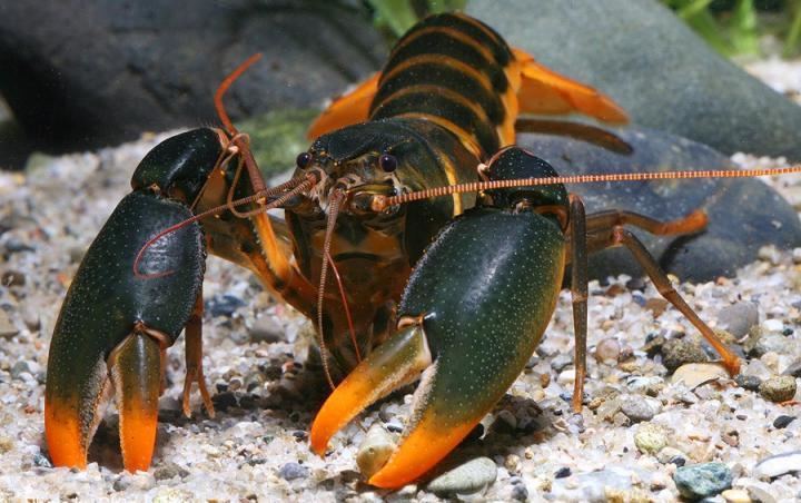 Cherax snowden Researchers Find New Crayfish Species Cherax snowden Wall Street
