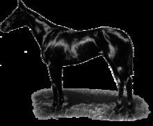 Cherimoya (horse) httpsuploadwikimediaorgwikipediaenthumb3