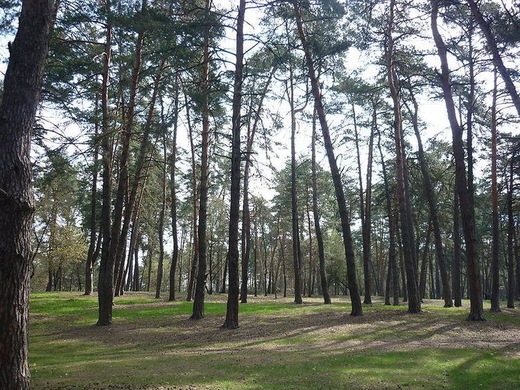 Cherkasy Forest
