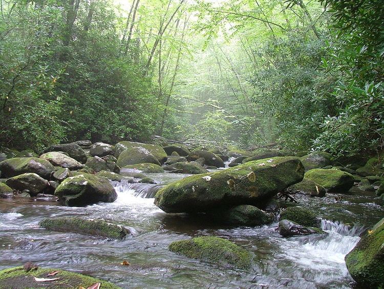 Cherokee National Forest