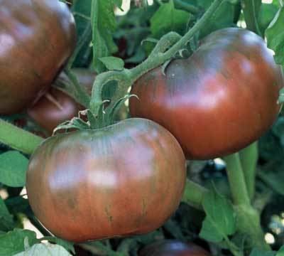 Cherokee purple Cherokee Purple Tomato Seeds Tomato Growers Supply Company
