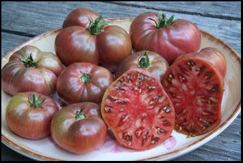 Cherokee purple Tomato Cherokee Purple sev068 A4Dibble Plants