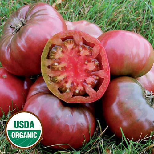Cherokee purple Cherokee Purple Organic Tomato Seed Savers Exchange