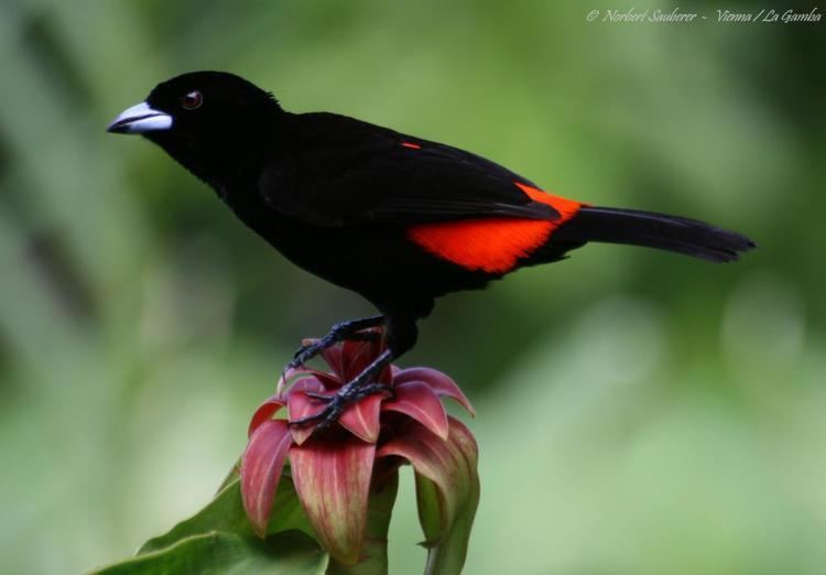 Cherrie's tanager Cherrie39s Tanager Ramphocelus costaricensis videos photos and