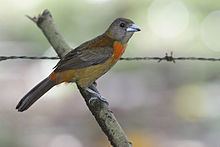 Cherrie's tanager Cherrie39s tanager Wikipedia