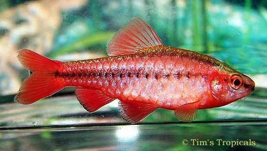 Cherry barb Cherry Barb Puntius titteya Tim39s Tropical Fish and Aquariums