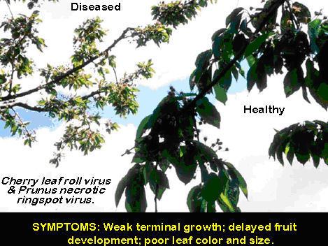 Cherry leaf roll virus pbtpadilgovaupbtfilesuallCLRVsymptoms2jpg