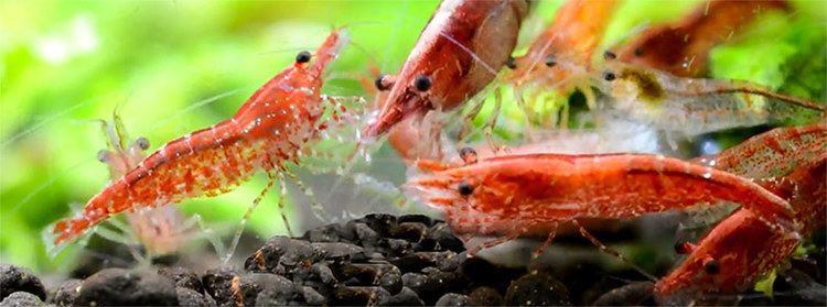 Cherry shrimp Red Cherry Shrimp a guide to breeding and keeping