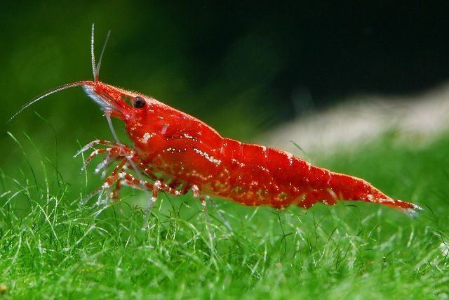 Cherry shrimp Pets for Beginners Red Cherry Shrimp TheSocialPetNet