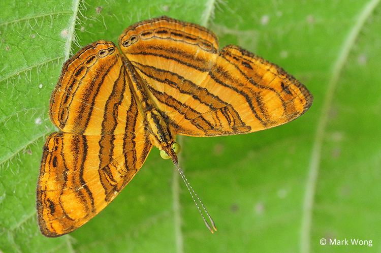 Chersonesia ButterflyCircle Checklist