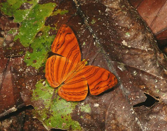 Chersonesia Butterflies of Malaysia Chersonesia rahria