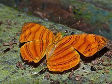 Chersonesia rahria httpsuploadwikimediaorgwikipediacommonsthu