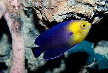 Cherubfish httpsuploadwikimediaorgwikipediacommonsthu