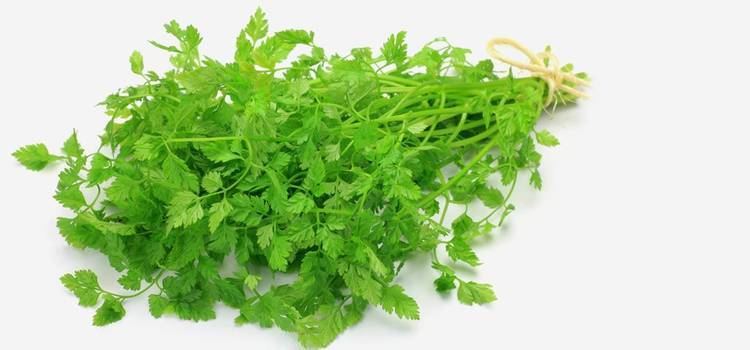 Chervil 13 Amazing Benefits And Uses Of Chervil For Skin Hair And Health