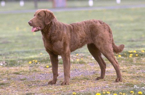 Chesapeake Bay Retriever Chesapeake Bay Retriever Puppies for Sale