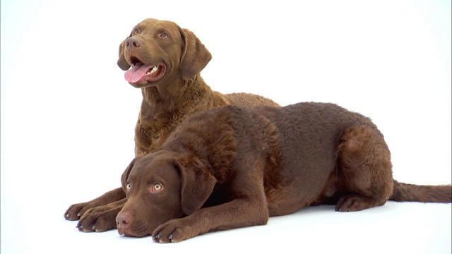 Chesapeake Bay Retriever Chesapeake Bay Retriever Dogs 101 Animal Planet