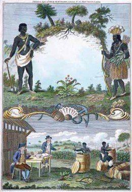 Illustration depicting an early colonial tobacco plantation