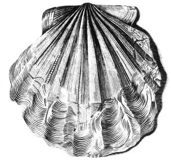 Chesapecten jeffersonius Chesapecten jeffersonius Updates from the Paleontology Lab