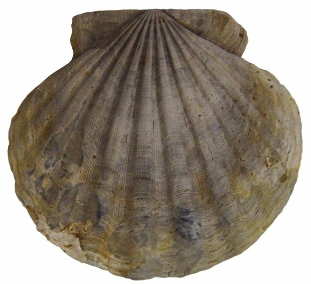 Chesapecten jeffersonius Chesapecten jeffersonius Updates from the Paleontology Lab