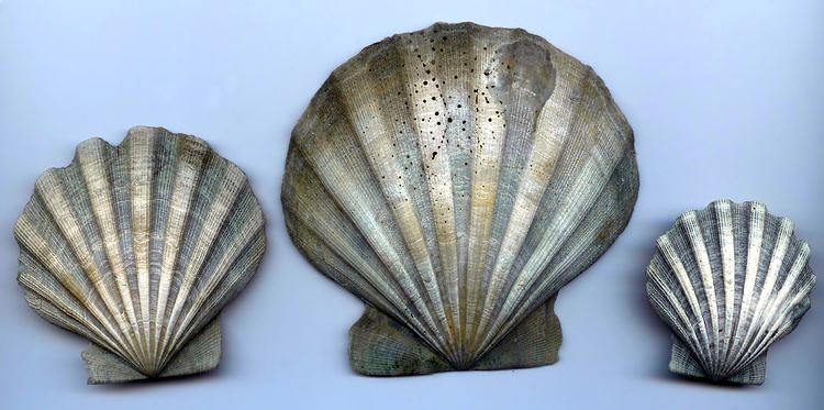 Chesapecten jeffersonius httpsuploadwikimediaorgwikipediacommons44