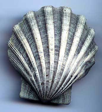 Chesapecten jeffersonius Chesapecten jeffersonius State Fossil State Symbols USA