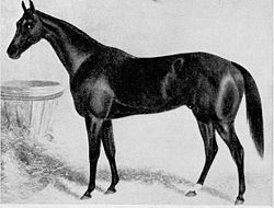 Chester (horse) httpsuploadwikimediaorgwikipediacommonsthu