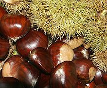 Chestnut httpsuploadwikimediaorgwikipediacommonsthu