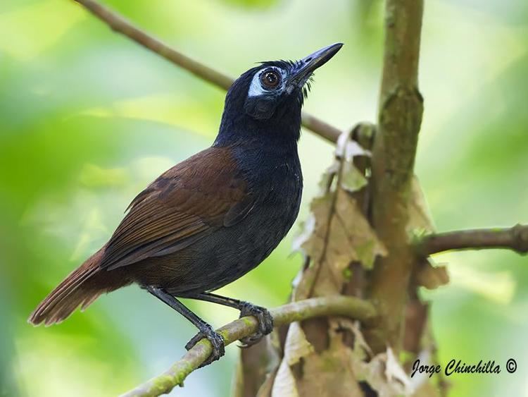 Chestnut backed antbird - Alchetron, the free social encyclopedia