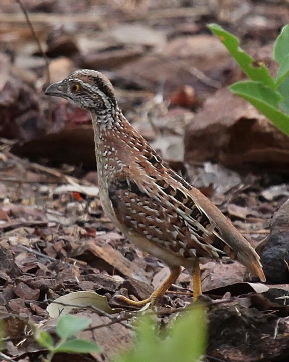 Chestnut-backed buttonquail BirdsEye Photography Review Photos