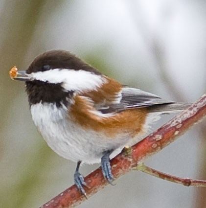 Chestnut-backed chickadee Chestnutbacked Chickadee Identification All About Birds Cornell