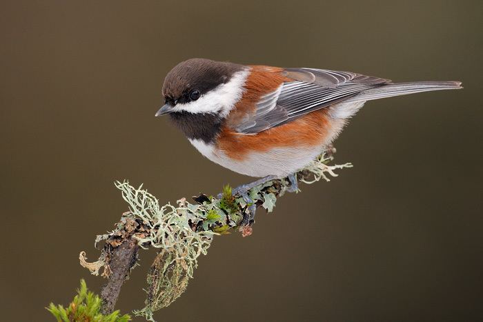 Chestnut-backed chickadee Chestnutbacked Chickadee 10