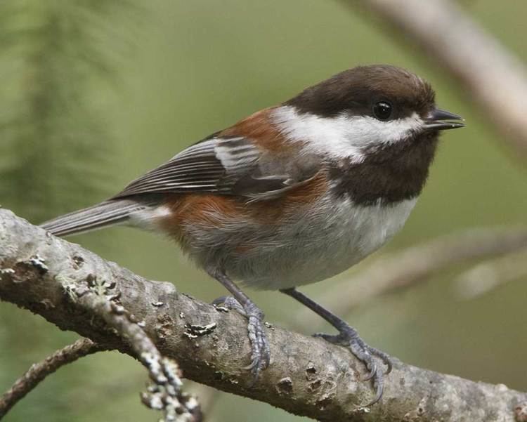 Chestnut-backed chickadee Chestnutbacked Chickadee Audubon Field Guide