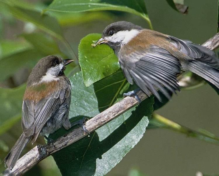 Chestnut-backed chickadee d2fbmjy3x0sduacloudfrontnetsitesdefaultfiles