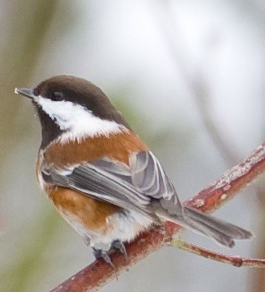 Chestnut-backed chickadee Chestnutbacked Chickadee Identification All About Birds Cornell