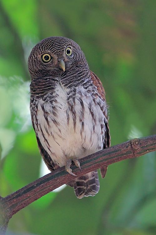 Chestnut-backed owlet Sri Lankan Endemic Birds Pitathabala VanaBassa The Chestnut