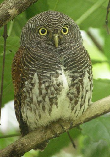 Chestnut-backed owlet Sri Lankan Endemic Birds Pitathabala VanaBassa The Chestnut