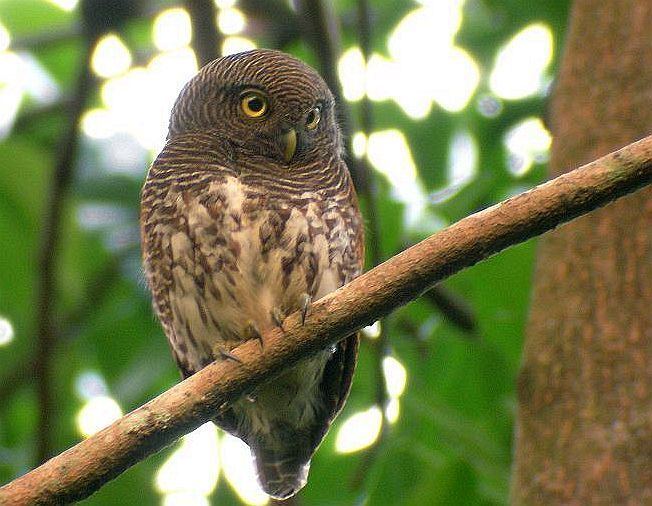 Chestnut-backed owlet Oriental Bird Club Image Database Chestnutbacked Owlet