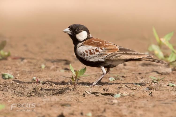 Chestnut-backed sparrow-lark Chestnutbacked Sparrowlark Eremopterix leucotis videos photos
