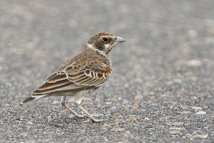 Chestnut-backed sparrow-lark PRAKTEJDER BIRDS