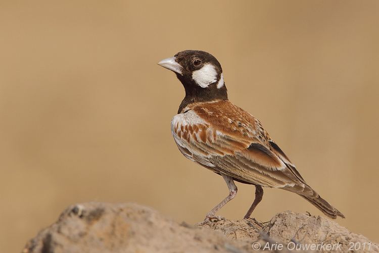 Chestnut-backed sparrow-lark Chestnutbacked SparrowLark Bruinrugvinkleeuwerik Eremopterix