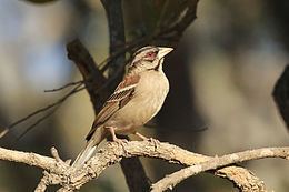 Chestnut-backed sparrow-weaver httpsuploadwikimediaorgwikipediacommonsthu