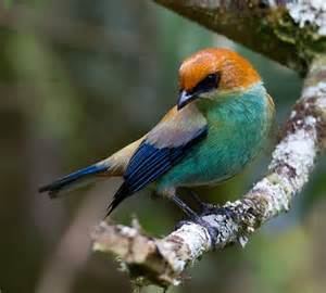 Chestnut-backed tanager wwwtaenoscomimgITISTangarapreciosachestnut