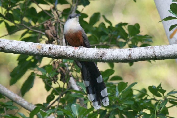 Chestnut-bellied cuckoo httpsuploadwikimediaorgwikipediacommons66