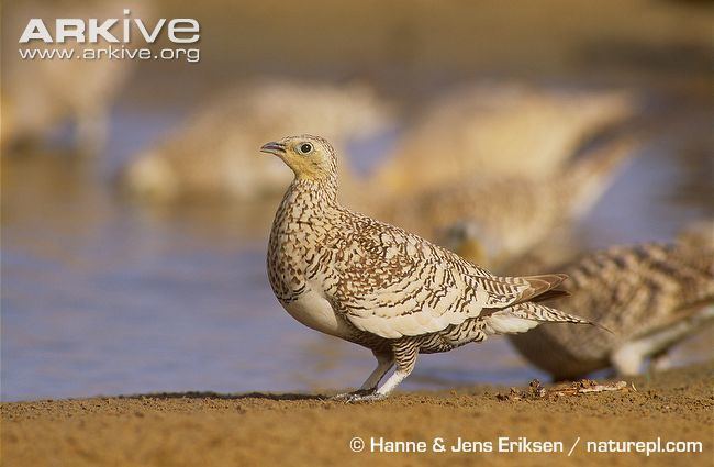 Chestnut-bellied sandgrouse Chestnutbellied sandgrouse videos photos and facts Pterocles