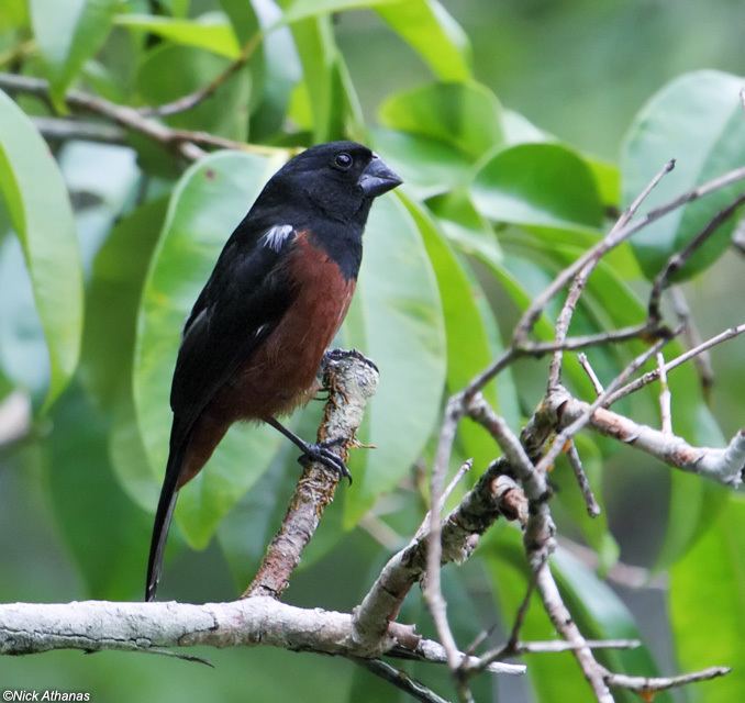 Chestnut-bellied seed finch antpittacom Photo Gallery Seedeaters and seedfinches