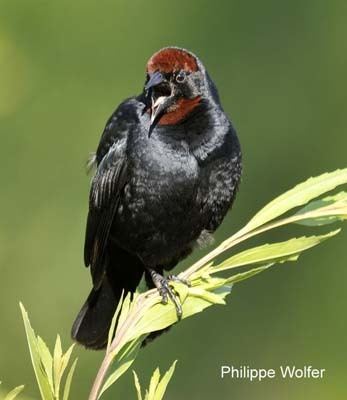Chestnut-capped blackbird Chestnutcapped Blackbird